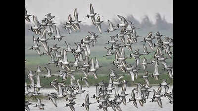 केले और पक्षियों के बीच, बिहपुर एक गहन चुनावी लड़ाई के लिए तैयार | पटना समाचार