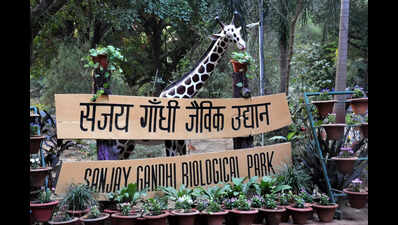 पटना चिड़ियाघर ने हीटर, समृद्ध आहार के साथ सर्दियों में जानवरों की देखभाल बढ़ाई | पटना समाचार