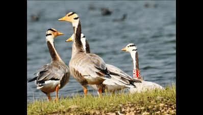 जमुई आर्द्रभूमि 8 हजार पक्षियों से भरी हुई है; मंगोलिया का बार-हेडेड हंस लौटा | पटना समाचार