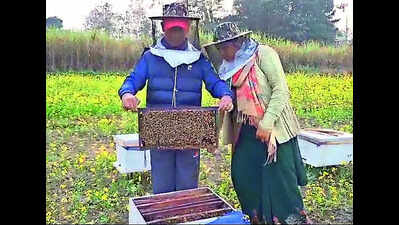 आदिवासी बहुल पश्चिमी चंपारण इलाके के ‘हनी कपल’ मधुमक्खी पालन से करते हैं अच्छी कमाई | पटना समाचार
