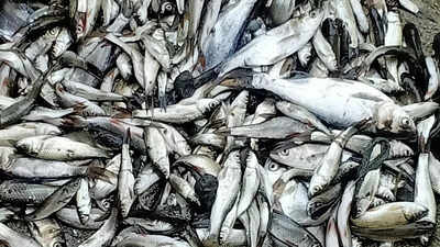 चेपुआ मछली के व्यंजन बिहार-यूपी के गांवों में ग्रामीण अर्थव्यवस्था को बढ़ावा देते हैं | पटना समाचार