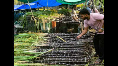 राज्य में गन्ने की कीमतें 15 रुपये प्रति क्विंटल बढ़ीं | पटना समाचार