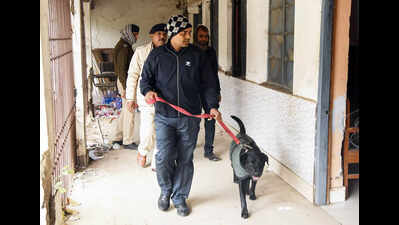 बम की झूठी धमकी के एक दिन बाद गया कोर्ट में दर्शकों की संख्या में गिरावट | पटना समाचार