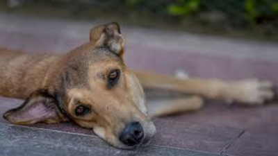 Can’t allow dogs to roam inside hospital wards: Supreme Court | India News